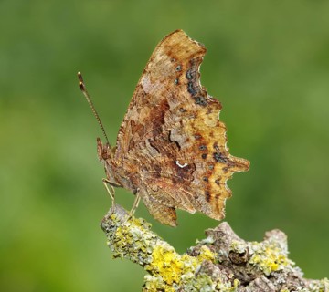 Side view of Comma (Polygonia c-album, Nymphalis c-album, Nymphalis urticae) . Heidenreichstein,