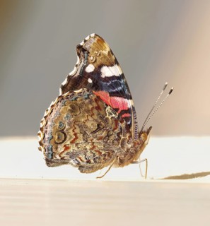 Red Admiral (Vanessa atalanta) on my table. Heidenreichstein, Lower Austria