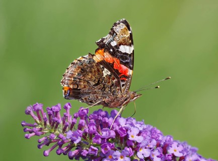 Red Admiral (Vanessa atalanta) in search of nectar on Buddleya. Heidenreichstein, Lower Austria