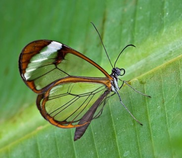 Glasswing (Greta oto) . Stratford, England, United Kingdom