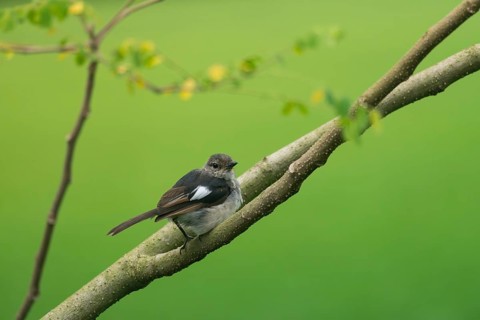 A small Oriental magpie-robin (Copsychus saularis) perched on a branch against a softly blurred