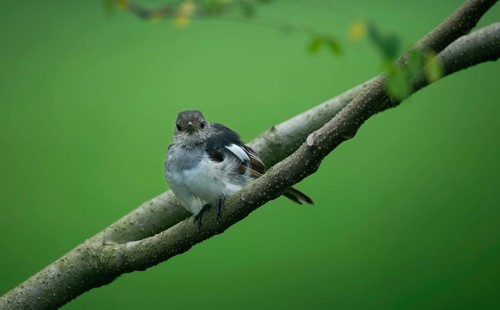 A small Oriental magpie-robin (Copsychus saularis) perched on a branch against a softly blurred