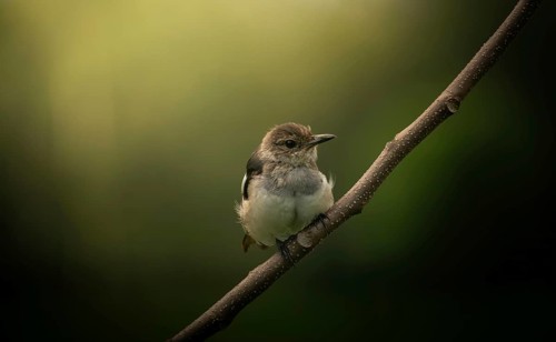 A small Oriental magpie-robin (Copsychus saularis) perched on a branch against a softly blurred