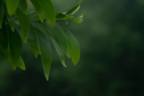 A close-up of Earleaf acacia (Acacia auriculiformis) leaf branch against a blurry natural