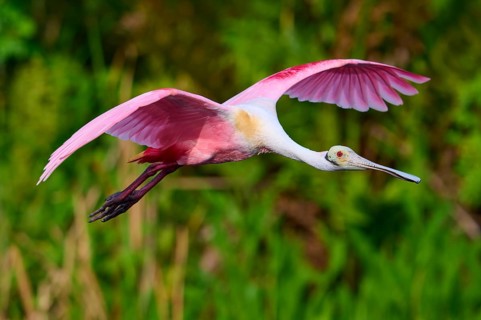 A flying Roseate Spoonbill with spread wings in front of a green background in nature, Roseate