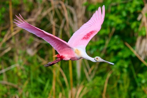 Flying pink bird shows vitality in a green natural landscape, Roseate Spoonbill (Ajaja ajaja),