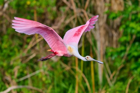 Pink bird energetically flying through a green natural scenery, Roseate Spoonbill (Ajaja ajaja),