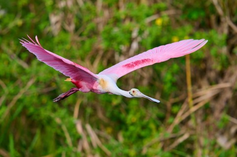 Pink bird in full motion flying through green nature, Roseate Spoonbill (Ajaja ajaja), Orlando