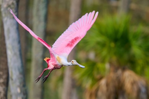 Pink bird flying through a natural environment with palm trees in the background, Roseate Spoonbill