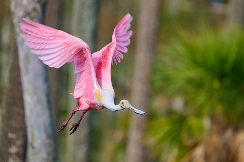 Dynamic image of a pink bird with flying wings in nature, Roseate Spoonbill (Ajaja ajaja), Orlando