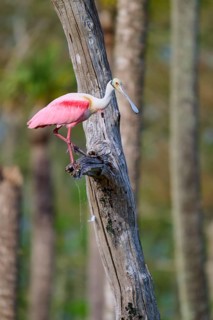 A pink bird stands on a tree trunk in dense forest areas, Roseate Spoonbill (Ajaja ajaja), Orlando
