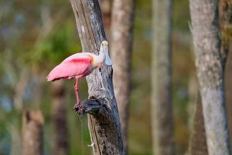 Bird in pink on a tree, surrounded by a quiet forest, Roseate Spoonbill (Ajaja ajaja), Orlando