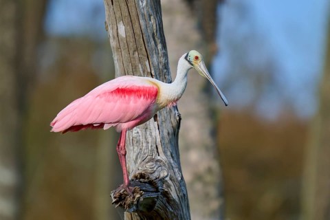 A bird with pink plumage sits on a tree trunk against a natural backdrop, Roseate Spoonbill (Ajaja