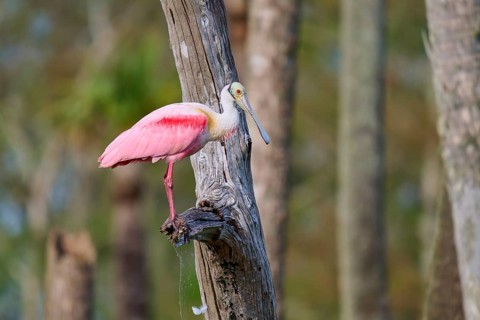 Pink bird sitting on a tree trunk in a forest, surrounded by nature, Roseate Spoonbill (Ajaja