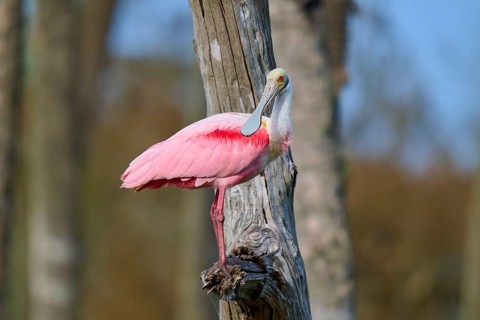 A pink bird sitting on a tree trunk in nature, Roseate Spoonbill (Ajaja ajaja), Orlando Wetlands,