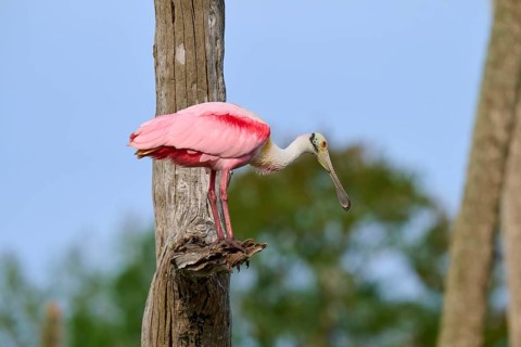 Pink bird sitting attentively on a tree trunk in the open air, Roseate Spoonbill (Ajaja ajaja),