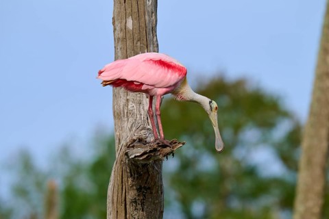 Pink bird on a tree trunk in a naturally wooded environment, Roseate Spoonbill (Ajaja ajaja),