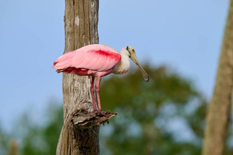 A bird with pink plumage sits on a tree trunk against a blue sky, Roseate Spoonbill (Ajaja ajaja),
