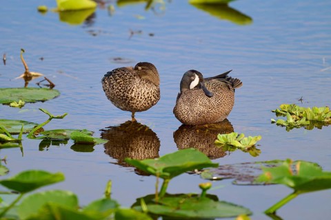 Two ducks in the water between green plants, resting peacefully and reflecting in the still water,