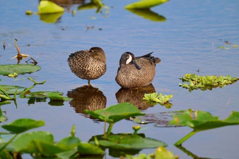 Two ducks in the water between green plants, resting peacefully and reflecting in the still water,