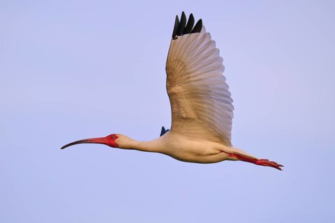 A white bird hovers in the blue sky with its red beak, White Ibis, Snowy Ibis (Eudocimus albu),