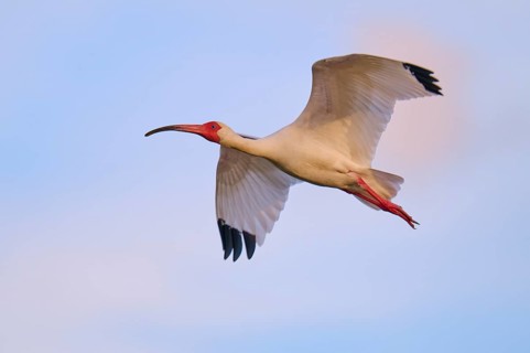 A white bird with red accents flies over a blue sky, White Ibis, Snowy Ibis (Eudocimus albu),