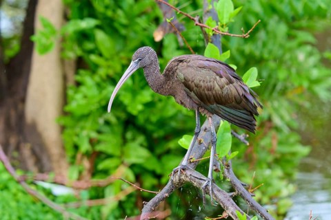 A bird with a long beak sits on a branch in a green, natural environment, Wattled Crane (Aramus