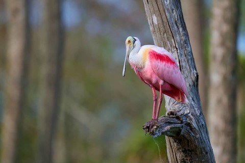A pink bird sitting on a tree trunk in a forest, Roseate Spoonbill (Ajaja ajaja), Orlando Wetlands,