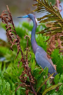 Bird sitting among plants with distinctive blue bill, Tricoloured Heron (Egretta tricolor), spring,