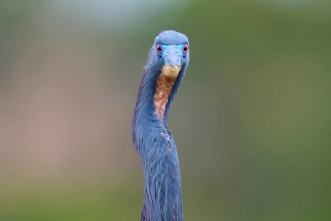 Frontal view of a bird with blue head and distinctive look, Tricoloured Heron (Egretta tricolor),