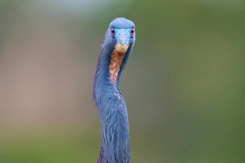 Frontal view of a bird with blue head on blurred background, Tricoloured Heron (Egretta tricolor),