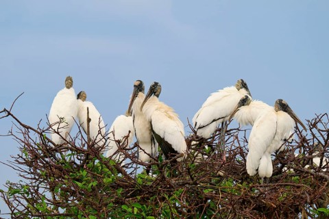 Several storks on a tree sitting close together under a blue sky, wood stork (Mycteria americana),