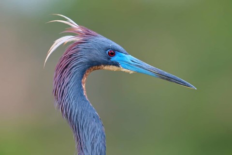 Close-up of a bird with blue feathers and distinctive beak, Tricoloured Heron (Egretta tricolor),