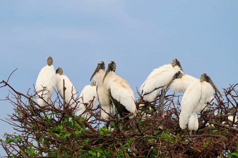 Several storks on a tree sitting close together under a blue sky, wood stork (Mycteria americana),