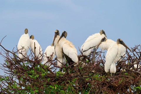 Several storks on a tree sitting close together under a blue sky, wood stork (Mycteria americana),