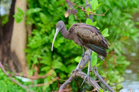 A bird on a branch surrounded by green leaves and water, Wattled Crane (Aramus guarauna),