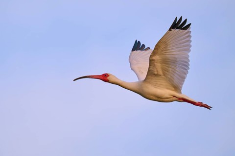 A bird with red beak and legs flies against a blue sky, White Ibis, Snowy Ibis (Eudocimus albu),
