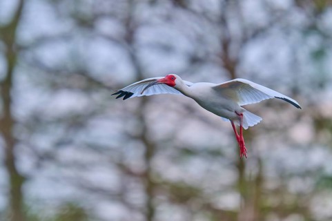 A white bird hovers with outstretched wings in front of a wooded background, White Ibis, Snow Ibis