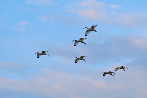 A flock of birds flies high in a slightly cloudy sky, White Ibis, Snowy Ibis (Eudocimus albu),