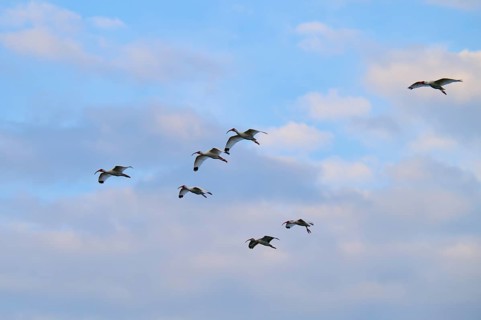 A group of birds flying under a blue, cloudy sky, White Ibis, Snowy Ibis (Eudocimus albu),