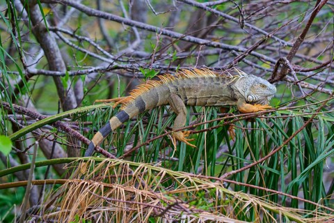 An iguana resting on branches surrounded by lush vegetation in the jungle, Common Green iguana