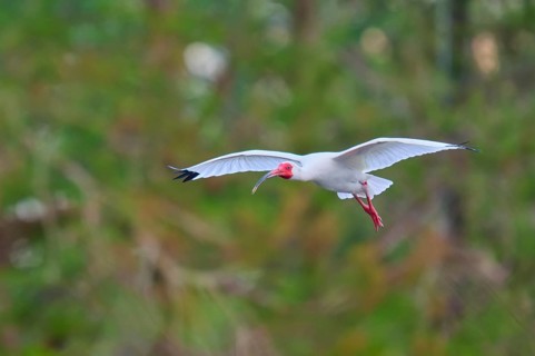 A white bird flies elegantly through a green forest, White Ibis, Snowy Ibis (Eudocimus albu),