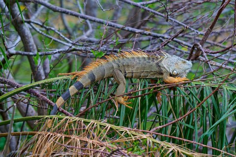 An iguana resting on branches surrounded by lush vegetation in the jungle, Common Green iguana