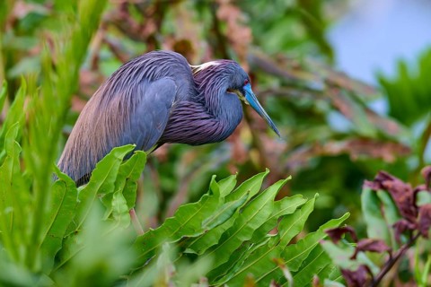 Bird with colourful feathers among dense plants in nature, Tricoloured Heron (Egretta tricolor),