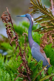 Bird standing among green vegetation with an attentive gaze, Tricoloured Heron (Egretta tricolor),