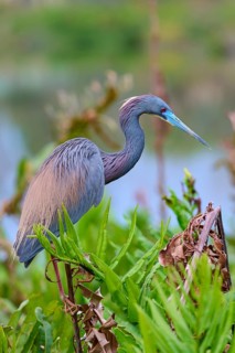 Bird with grey-brown feathers and blue bill in the landscape, Tricoloured Heron (Egretta tricolor),