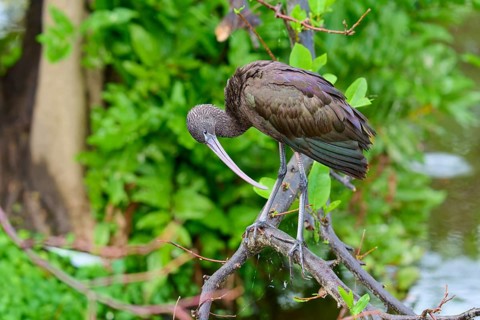A bird sitting on a branch over water in a natural, green environment, Wattled Crane (Aramus