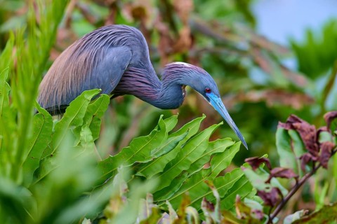 Bird in crouched position between plants, searching for food, Tricoloured Heron (Egretta tricolor),
