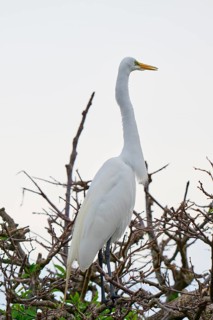 An upright white egret on branches, calm, Great Egret (Egretta alba), Wakodahatchee Wetlands,