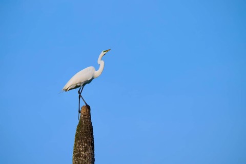 White bird on tree stump in front of blue sky, Great Egret (Egretta alba), Orlando Wetlands,